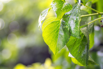 Картинка природа листья макро капли лето свет зелёные