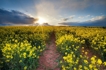 Картинка природа поля простор