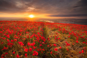 Картинка природа поля простор