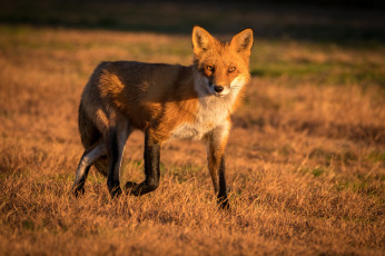 Картинка животные лисы лисичка
