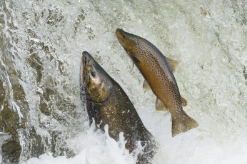 Картинка животные рыбы рыбка