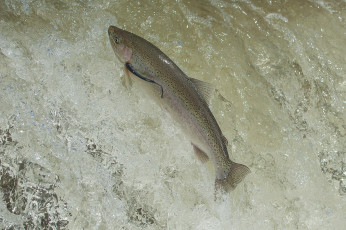 Картинка животные рыбы рыбка