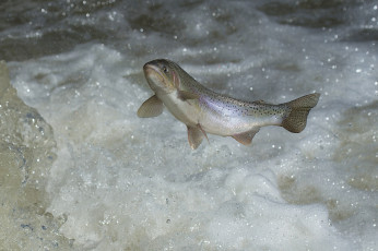 Картинка животные рыбы рыбка