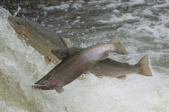 Картинка животные рыбы рыбка