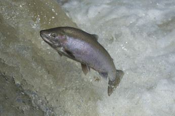 Картинка животные рыбы рыбка