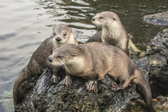 обоя животные, выдры,  каланы,  ондатры, река
