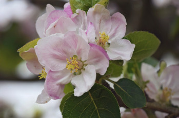 Картинка цветы цветущие+деревья+ +кустарники цветущая веточка цветки листья ветка