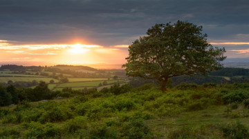 Картинка природа деревья англия leicestershire charnwood forest beacon hill country park закат england лестершир дерево поля