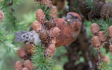 Картинка животные птицы ель птица природа шишки