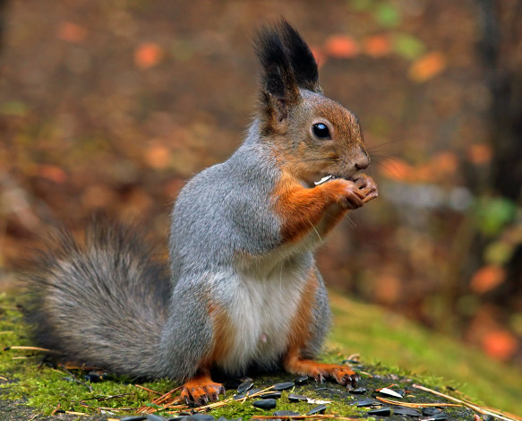 Обои картинки фото белка, животные, белки, семечки
