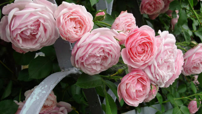 Обои картинки фото цветы, розы, розовый