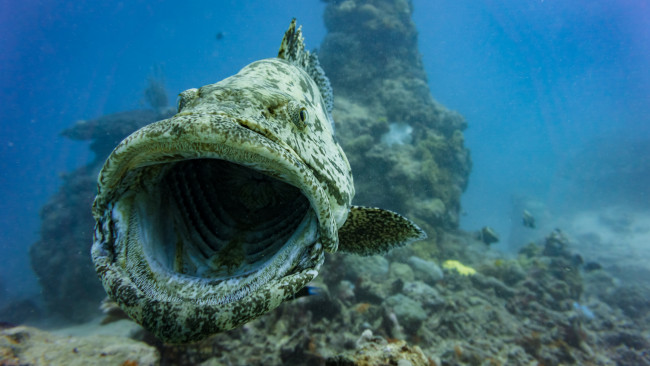 Обои картинки фото животные, рыбы, рыбка