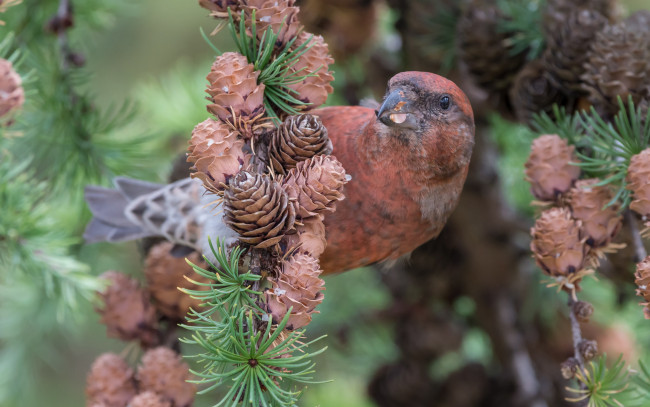 Обои картинки фото животные, птицы, ель, птица, природа, шишки