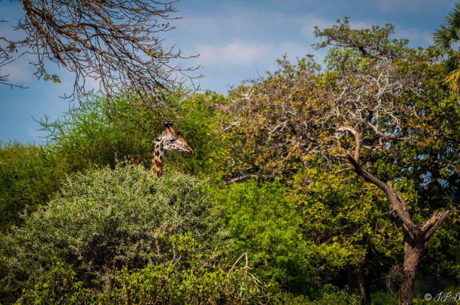 Обои картинки фото животные, жирафы, африка, морда, профиль, заросли