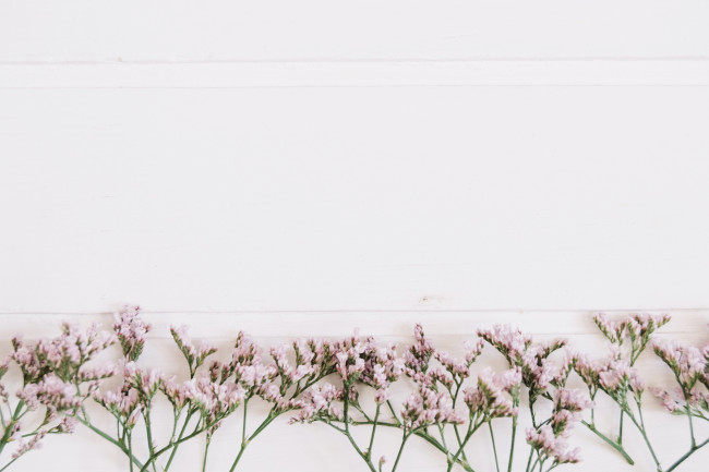 Обои картинки фото цветы, фон, веточки