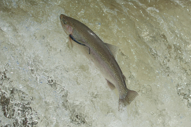 Обои картинки фото животные, рыбы, рыбка