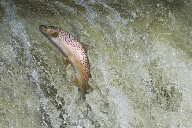 Обои картинки фото животные, рыбы, рыбка