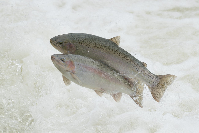 Обои картинки фото животные, рыбы, рыбка