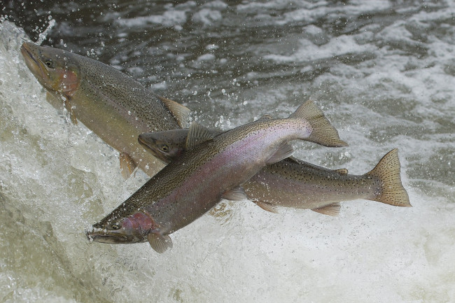 Обои картинки фото животные, рыбы, рыбка