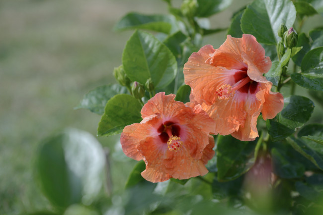 Обои картинки фото цветы, гибискусы, листики, цветение, тычинка, гибискус