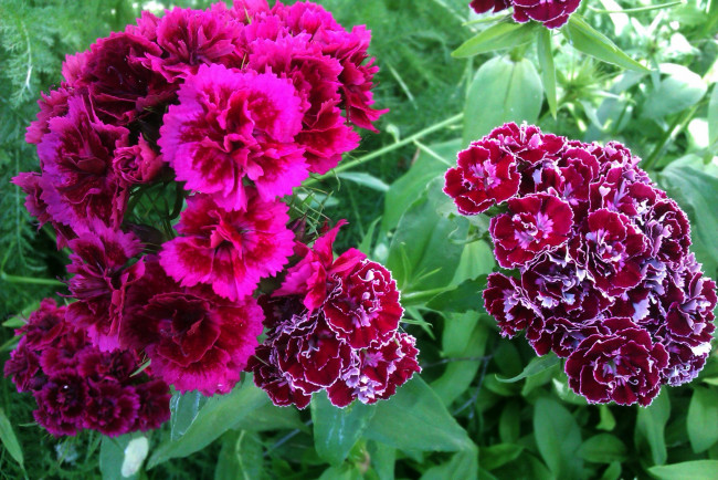 Обои картинки фото цветы, гвоздики, шабо