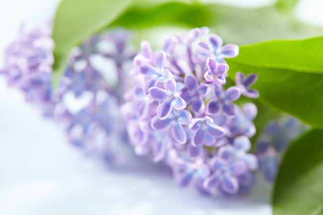 Обои картинки фото цветы, сирень, лепестки, цветение, сиреневые