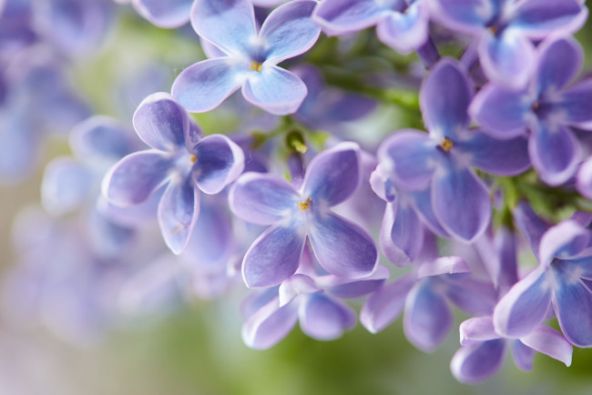 Обои картинки фото цветы, сирень, лепестки, цветение, сиреневые