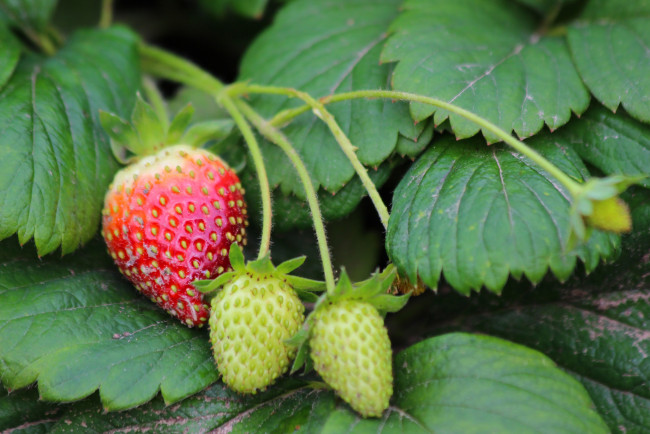 Обои картинки фото природа, Ягоды, ягоды, октябрь, осень, клубника, ремонтантная