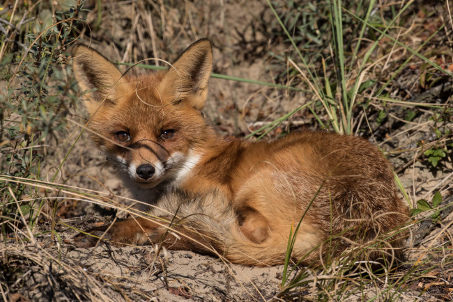 Обои картинки фото животные, лисы, лисичка
