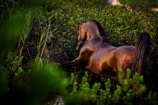 Обои картинки фото животные, лошади, поза, грация, гнедой, жеребец, конь