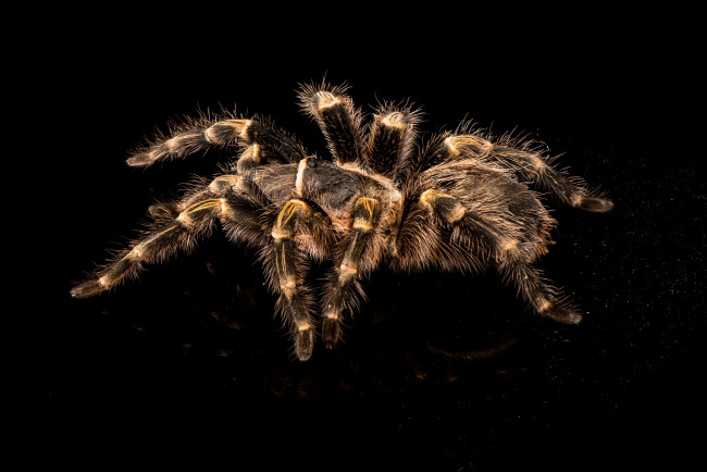 Обои картинки фото животные, пауки, тарантул
