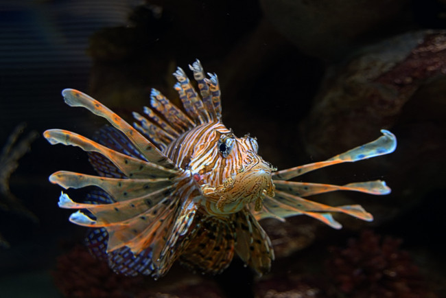 Обои картинки фото животные, рыбы, рыбка