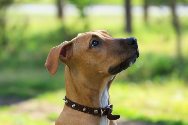 Обои картинки фото животные, собаки, питбуль, фон, собака, взгляд