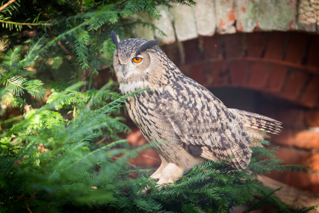 Обои картинки фото животные, совы, ель, перья, окрас, птица, сова
