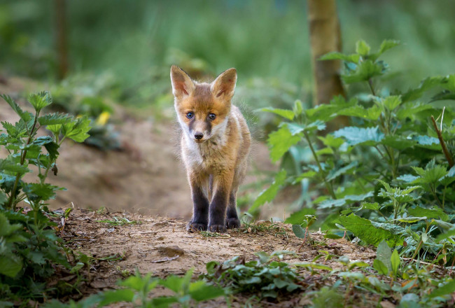Обои картинки фото животные, лисы, лисичка
