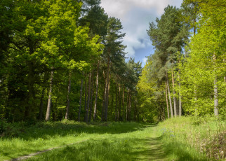 Картинка природа лес простор