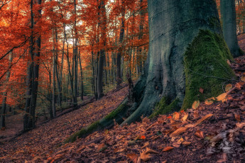 Картинка природа лес осень