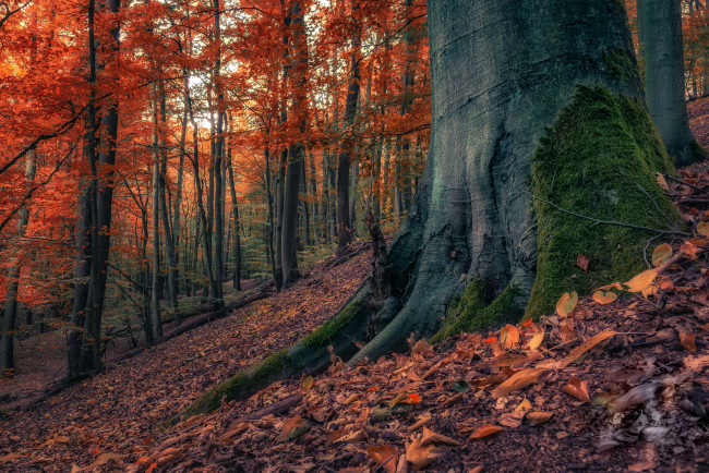Обои картинки фото природа, лес, осень