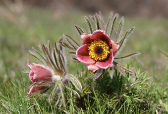 Картинка цветы анемоны +сон-трава сон-трава