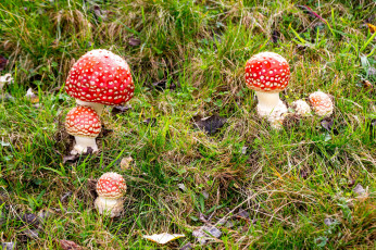 Картинка природа грибы +мухомор грибная семейка