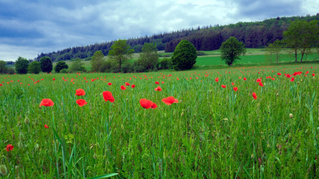 Обои картинки фото природа, луга, лето, луг, маки