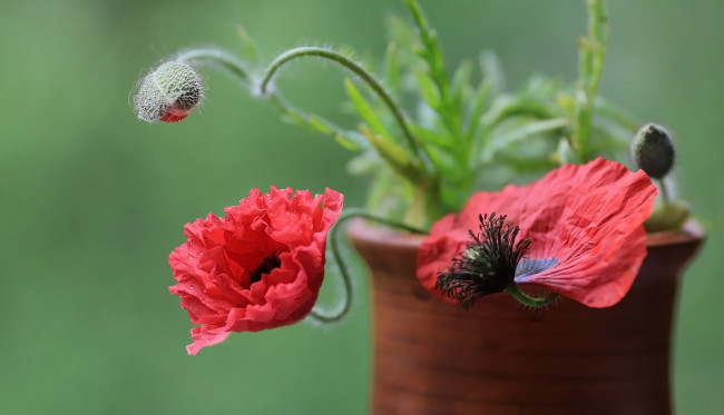 Обои картинки фото цветы, маки, горшок, мак, бутоны, алый