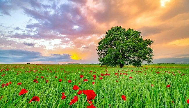 Обои картинки фото природа, луга, закат, луг, маки