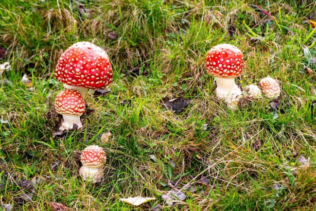 Обои картинки фото природа, грибы,  мухомор, грибная, семейка