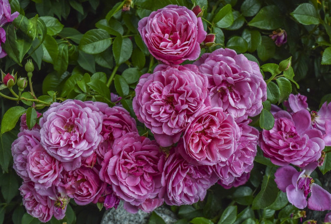 Обои картинки фото цветы, розы, розовый, куст