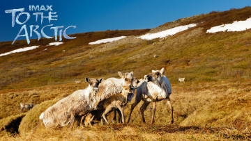 Картинка кино+фильмы to+the+arctic+3d олени тундра снег