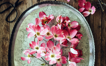 обоя цветы, кизил, поднос, ветка