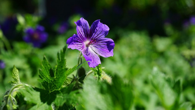 Обои картинки фото цветы, герань, луговая, лиловая