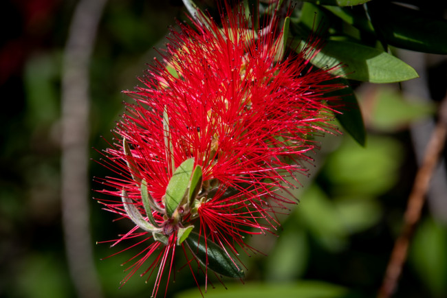 Обои картинки фото цветы, каллистемон, экзотика