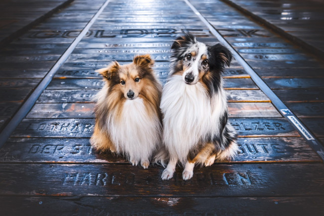 Обои картинки фото животные, собаки, собака